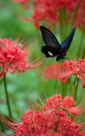 A butterfly and spider lilies.